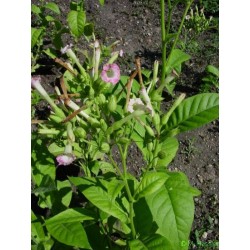 Nicotiana Tabacum - Tabaco De virginia