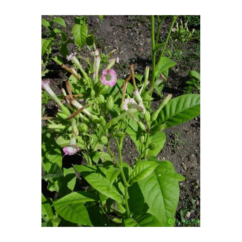 Nicotiana Tabacum - Tabaco De virginia