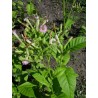 Nicotiana Tabacum - Tabaco De virginia