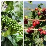 Coffea arabica Var. sachimor - Cafeto