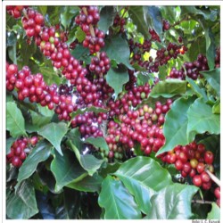 Coffea arabica Var. sachimor - Cafeto