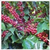 Coffea arabica Var. sachimor - Cafeto