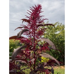 Amaranthus Hypochondriacus - Amaranto 1 Libra