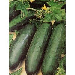 Pepino Poinsett - Cucumis Sativus