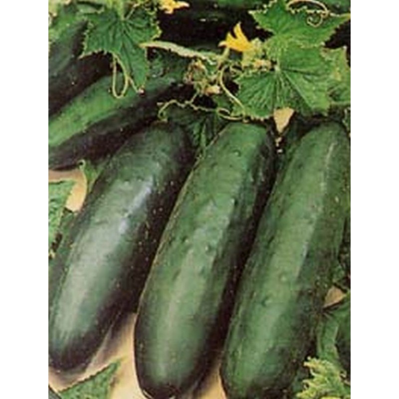 Pepino Poinsett - Cucumis Sativus