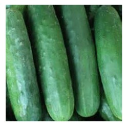 Pepino Poinsett - Cucumis Sativus