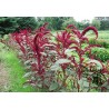 Amaranthus Hypochondriacus - Amaranto 1 Libra