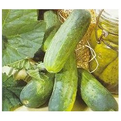 Pepino Wisconsin SMR 58 Cucumis Sativus