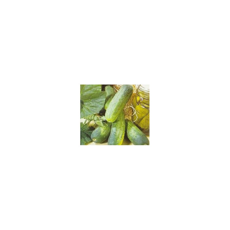 Pepino Wisconsin SMR 58 Cucumis Sativus