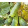 Pepino Wisconsin SMR 58 Cucumis Sativus