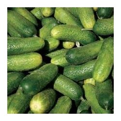 Pepino Wisconsin SMR 58 Cucumis Sativus