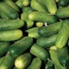 Pepino Wisconsin SMR 58 Cucumis Sativus