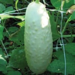 Pepino Wisconsin SMR 58 Cucumis Sativus