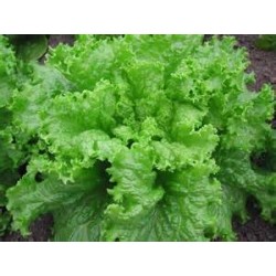 Lechuga Var. Black Seeded Simpson