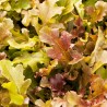 Lactuca Sativa  Lechuga Red Salad Bowl