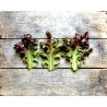 Lactuca Sativa  Lechuga Red Salad Bowl