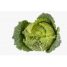 Kale O Col Rizada Berza  - Brassica