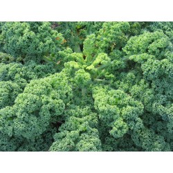 Kale O Col Rizada Berza  - Brassica