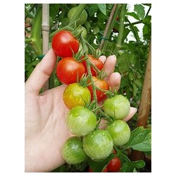 Tomate cherry - Solanum Lycopersicum