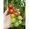 Tomate cherry - Solanum Lycopersicum