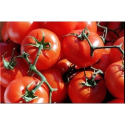 Tomate De Bola Variedad Floradade