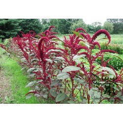 Amaranthus Hypochondriacus - Amaranto