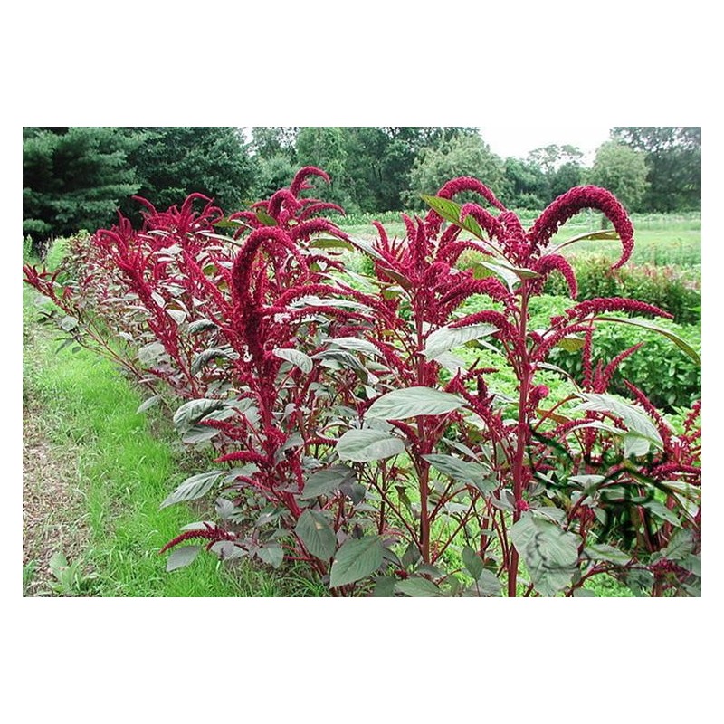 Amaranthus Hypochondriacus - Amaranto