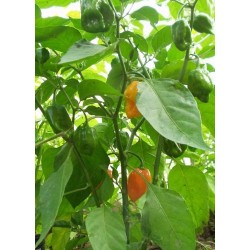 Capsicum Chinense - Chile Habanero