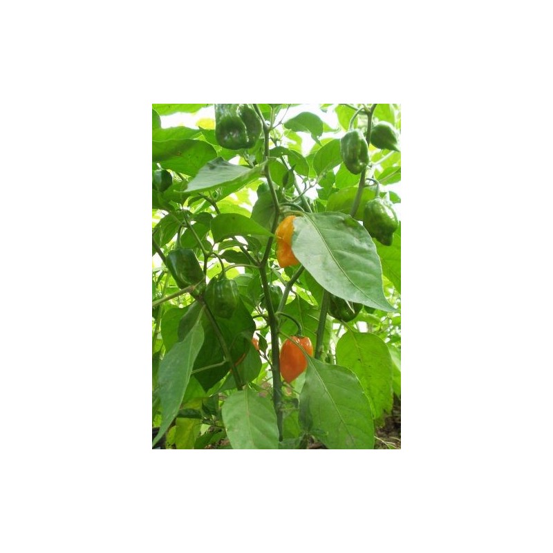 Capsicum Chinense - Chile Habanero