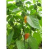 Capsicum Chinense - Chile Habanero