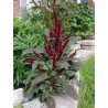 Amaranthus Hypochondriacus - Amaranto