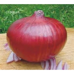 Cebolla Roja Var. Red GRANO - Allium cepa