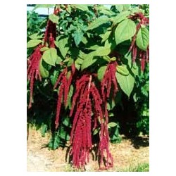 Amaranthus Hypochondriacus - Amaranto