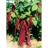 Amaranthus Hypochondriacus - Amaranto