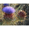 Cynara scolymus Var. Green Globe  - Alcachofa