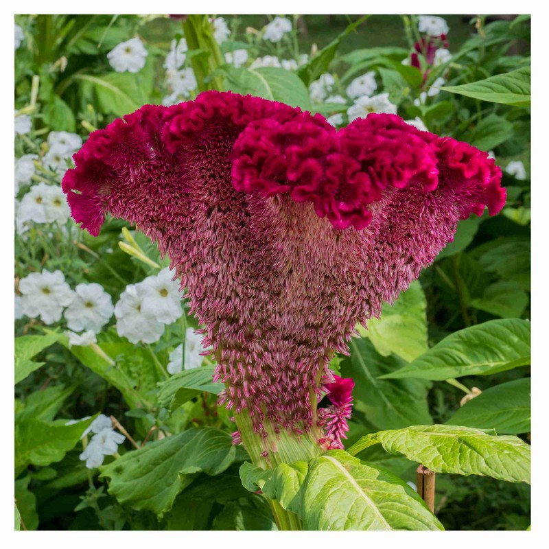 Flor Celosia Var. Cristata - Cristata Roja o mano de leon