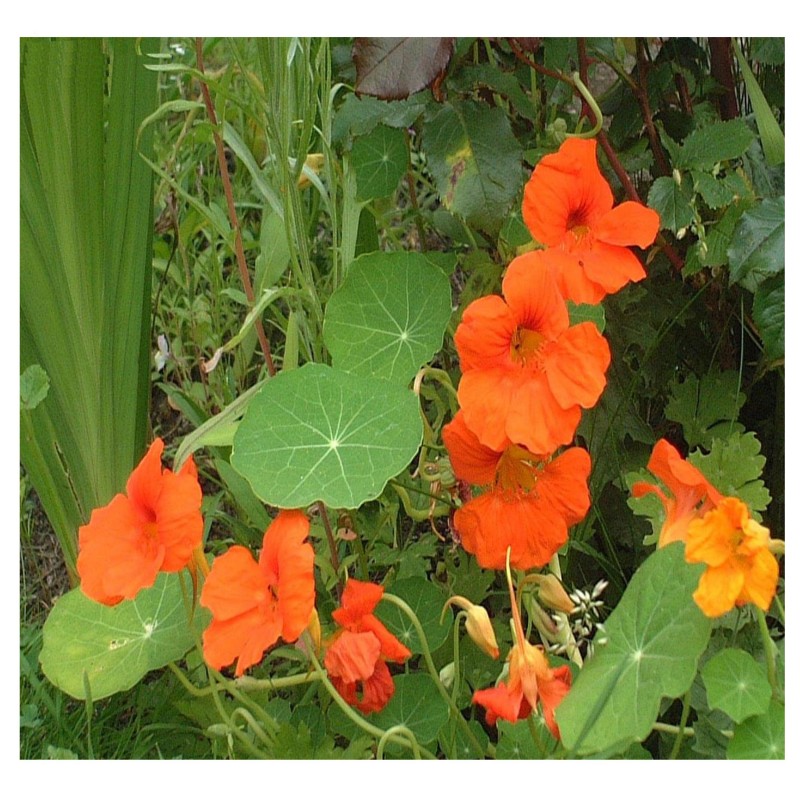 Tropaeolum majus  - Mastuerzo (Semienano doble, mezcla)