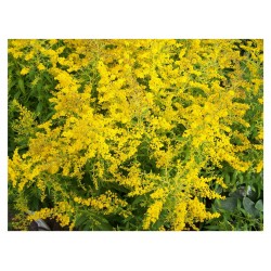 Flor Solidago amarillo o vara de oro