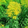 Flor Solidago amarillo o vara de oro