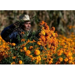 Cempazuchitl O Zempasuchit - Tagetes Erecta