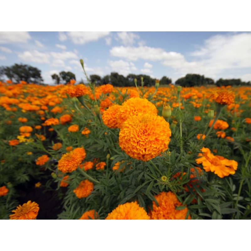 Cempazuchitl O Zempasuchit - Tagetes Erecta