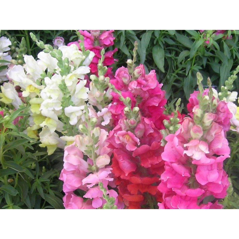 Antirrhinum Majus - Mezcla Colores  Boca De Dragon