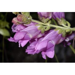 Antirrhinum Majus - Mezcla Colores  Boca De Dragon