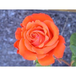 Rosas en mezcla de colores reales