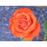 Rosas en mezcla de colores reales