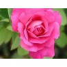 Rosas en mezcla de colores reales