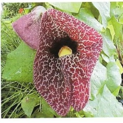 Aristolochia Elegans - Candiles