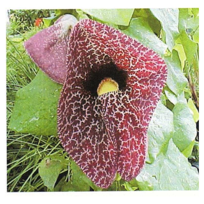 Aristolochia Elegans - Candiles