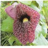 Aristolochia Elegans - Candiles