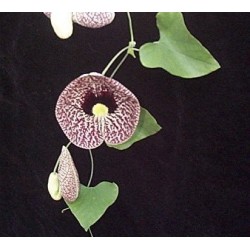 Aristolochia Elegans - Candiles